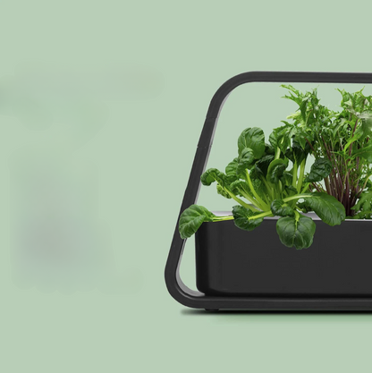 Indoor Hydroponic Herb Garden with LED Grow Light
